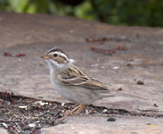 Clay colored Sparrow 7414